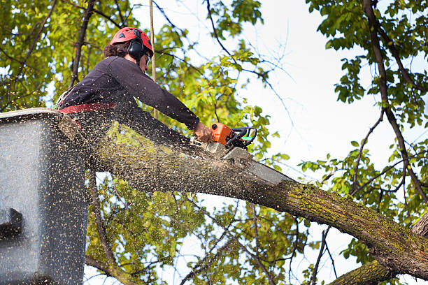 How Our Tree Care Process Works  in  Johnstown, OH