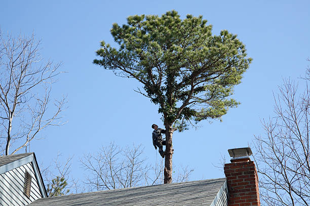 Best Tree Maintenance Programs  in Jnstown, OH