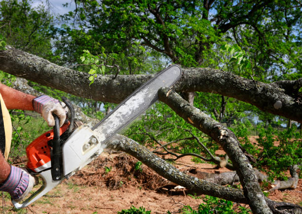Best Tree Disease Treatment  in Jnstown, OH